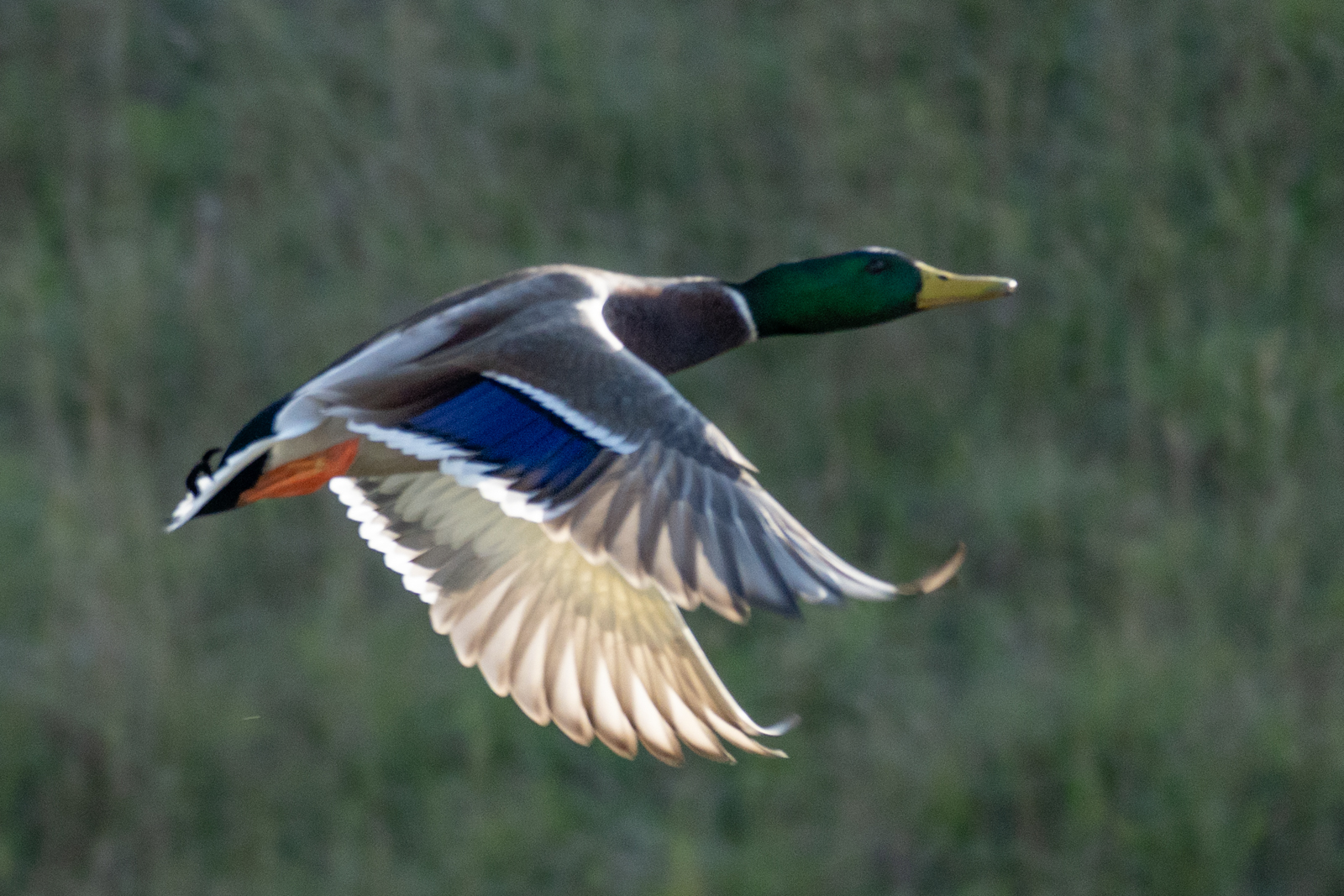 Photography by Chris Allington